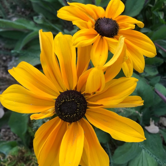 Meet your Posher, Morgan - Picture 1 of 1